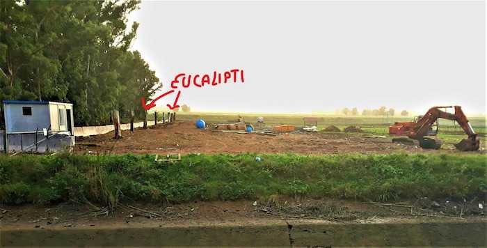 ecualipti