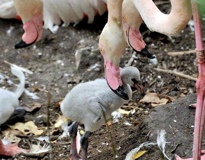 fenicottero fenicottero