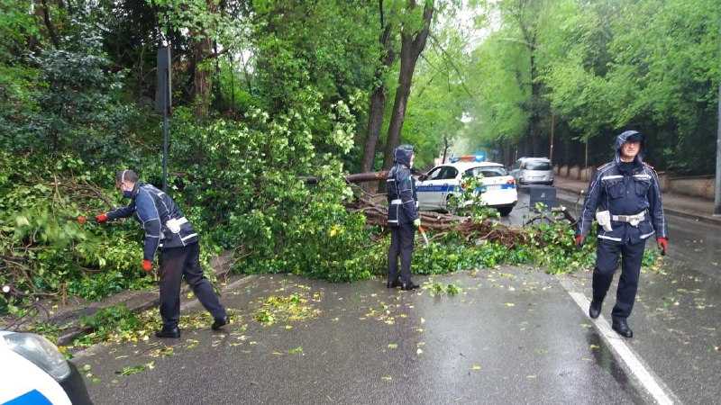 polizia locale municipale roma capitale alberi