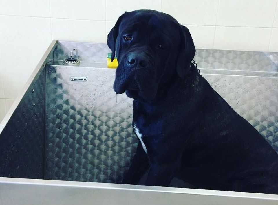 toeletta toletta cani