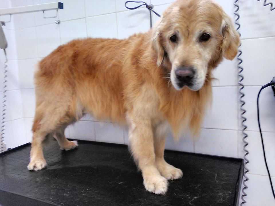 toletta toeletta cani