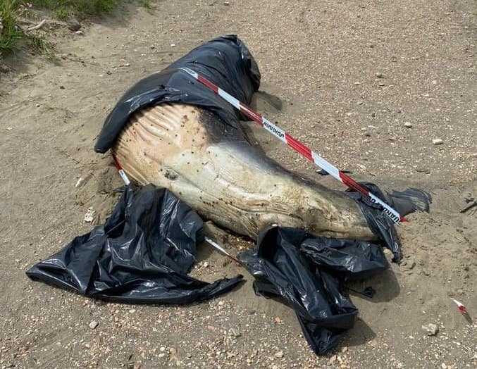 balenottera morta balenottera morta