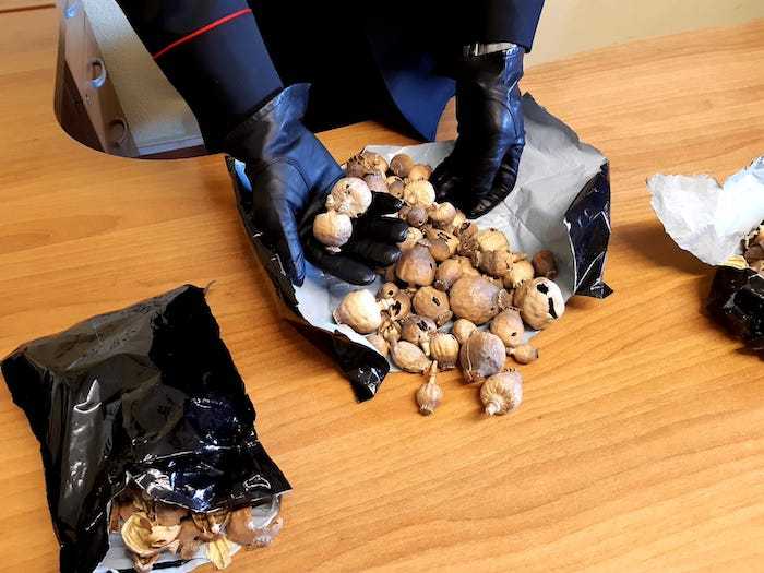 ANZIO - I bulbi di papavero da oppio sequestrati dai Carabinieri (1)