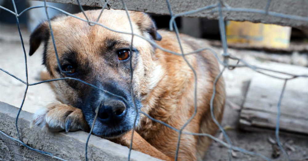 Canile animali cane animalisti 140520