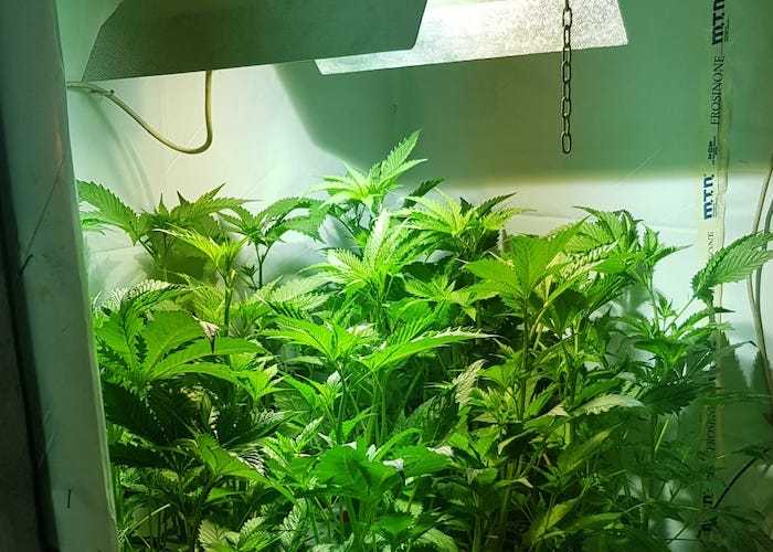 La serra e le piante sequestrate dai Carabinieri (4)