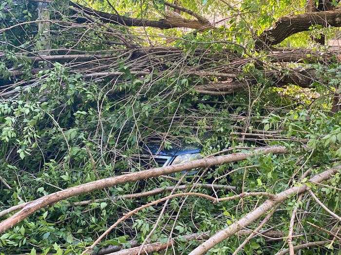 albero caduto su auto