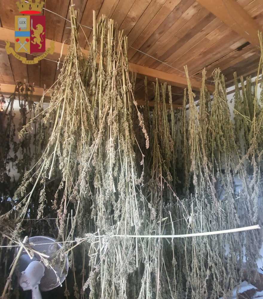 canapa polizia commissariato civitavecchia