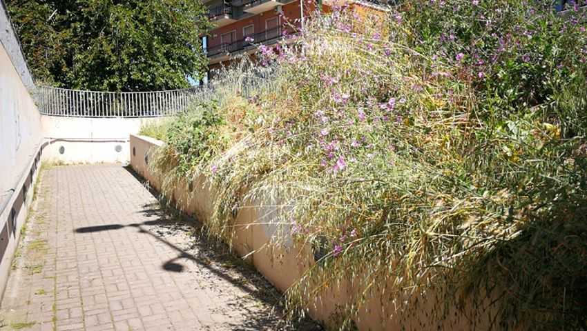 erba alta stazione ladispoli 1