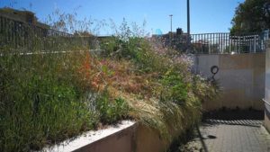 erba alta stazione ladispoli