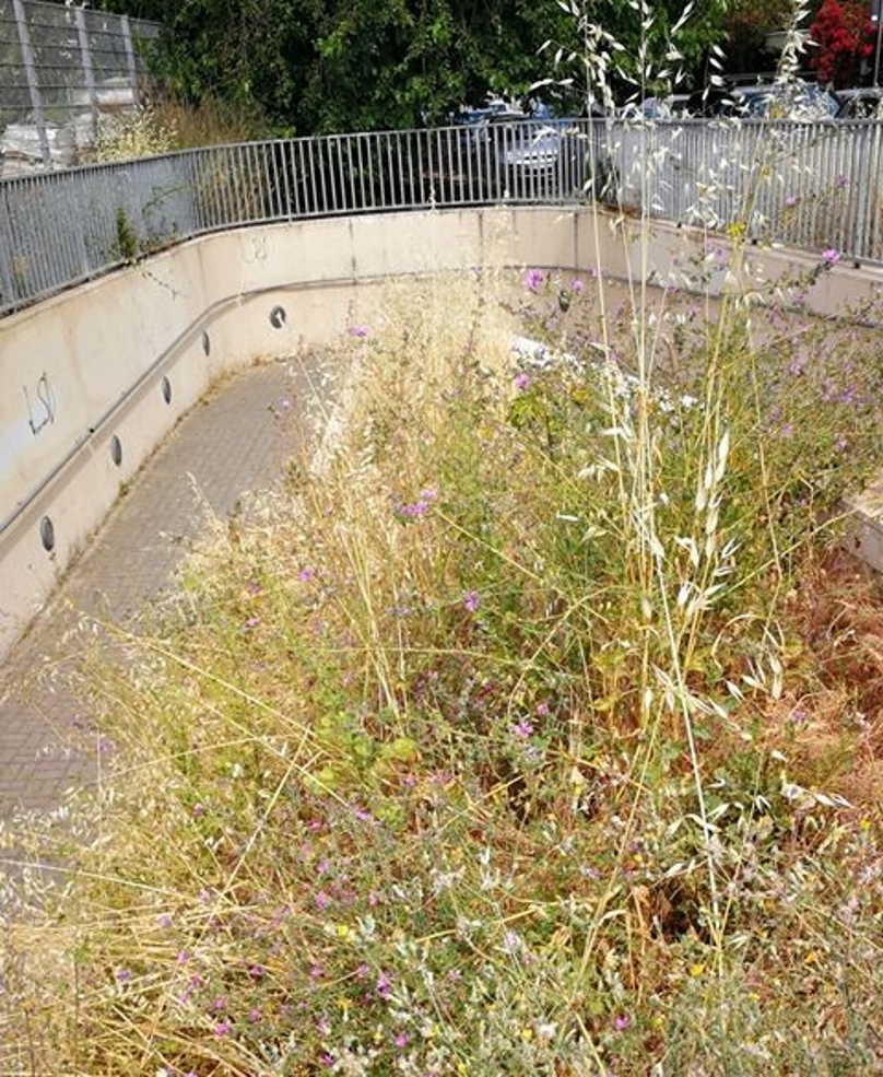 erba alta stazione ladispoli