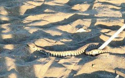 natrice serpente spiaggia ecozoofile cerveteri (1)