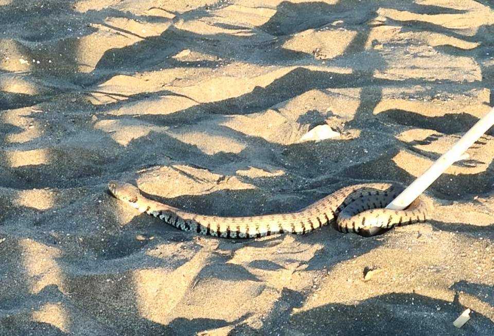 natrice serpente spiaggia ecozoofile cerveteri (1)