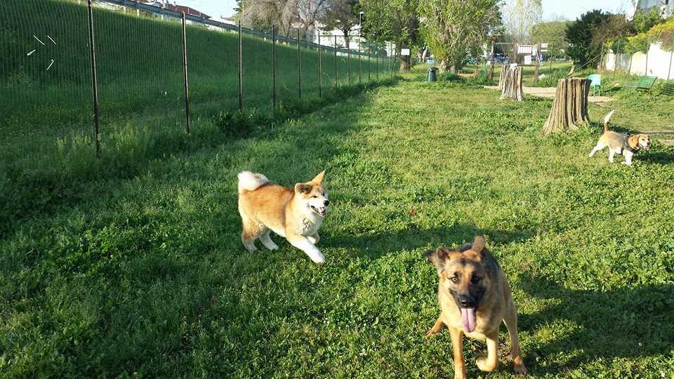 park dog cerenova