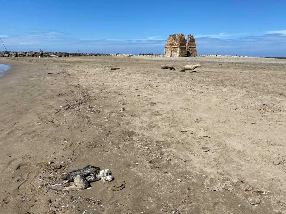 spiaggia torre flavia