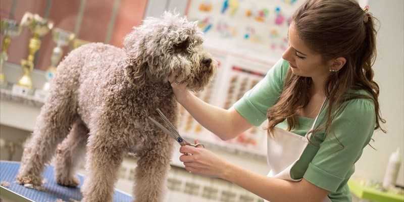 toelettatura cani gatti