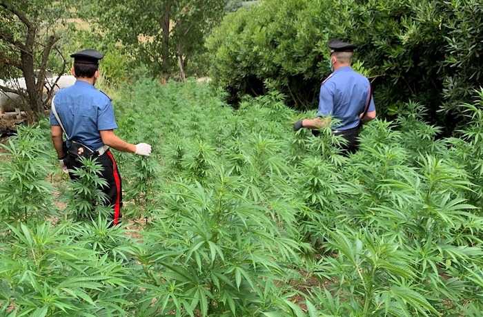 MONTEROTONDO - Piantagione scoperta dai Carabinieri (3)