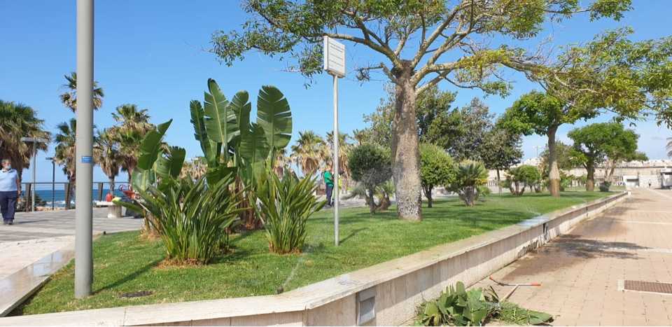 Verde Viale garibaldi aiuole