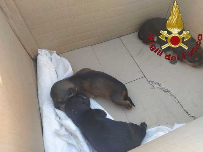 cuccioli abbandonati
