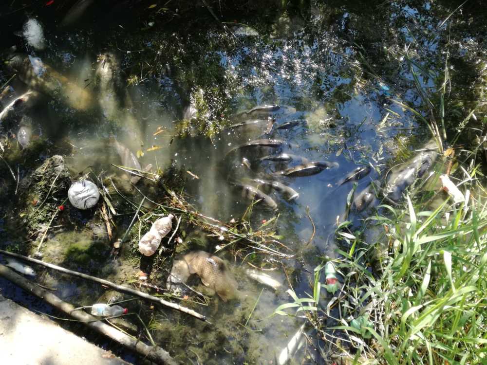 pesci morti tevere pesci morti tevere