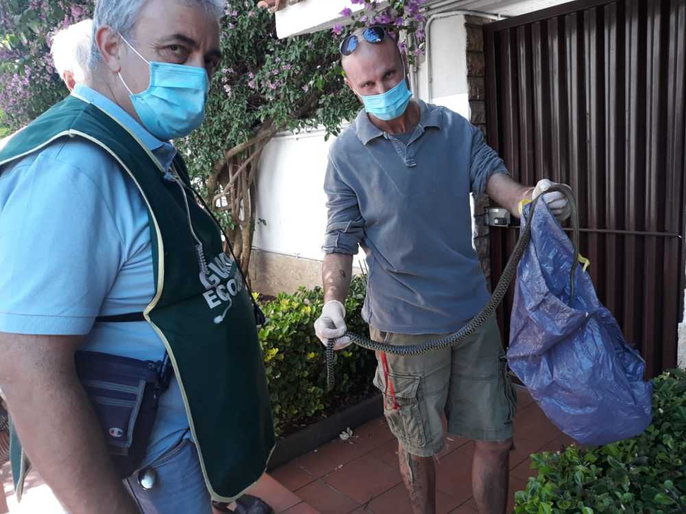serpente ladispoli ecozoofile ladispoli