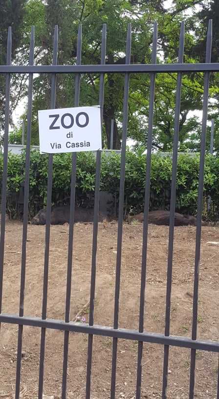zoo zoo