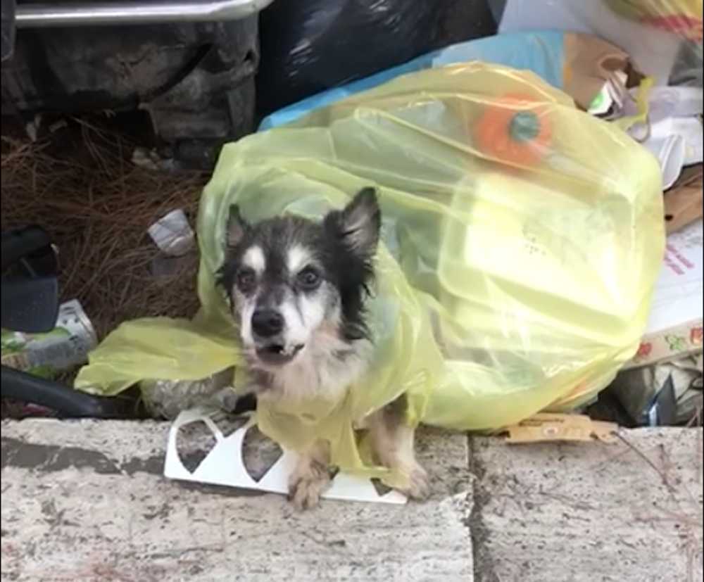 cane abbandonato cane abbandonato