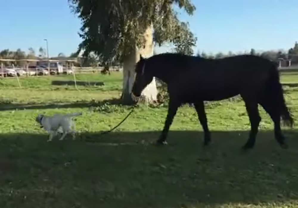 cane cavallo polizia