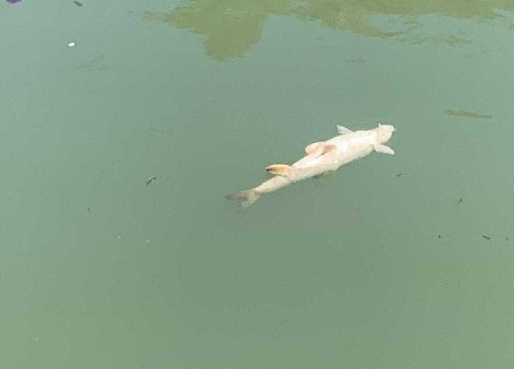 pesci morti 6 pesci morti 6