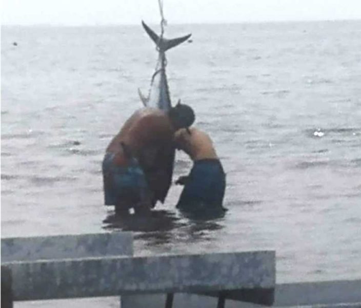 tonno ladispoli 150720