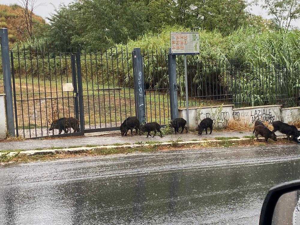 cinghiali a valle aurelia