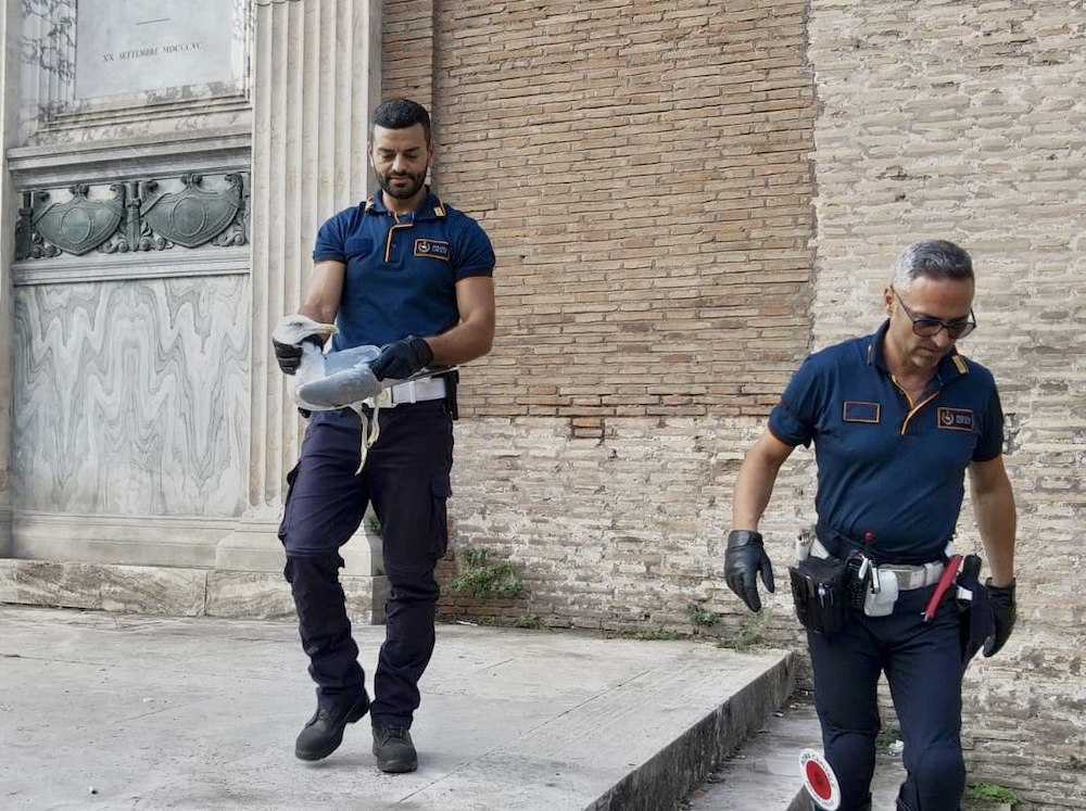 Gabbiano Corso Italia controlli Polizia Locale