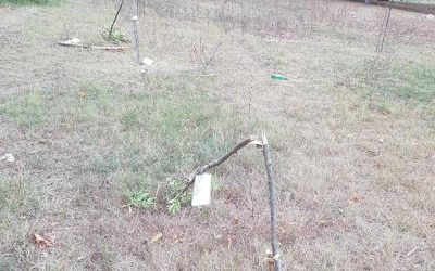 alberi centenari spezzati municipio IX