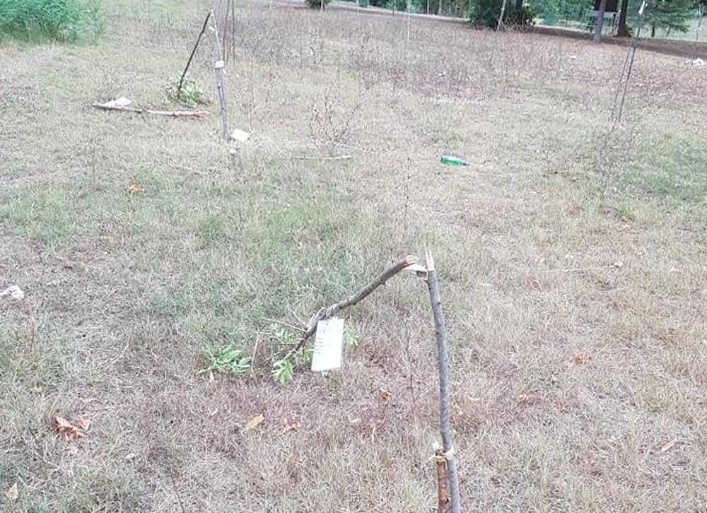 alberi centenari spezzati municipio IX