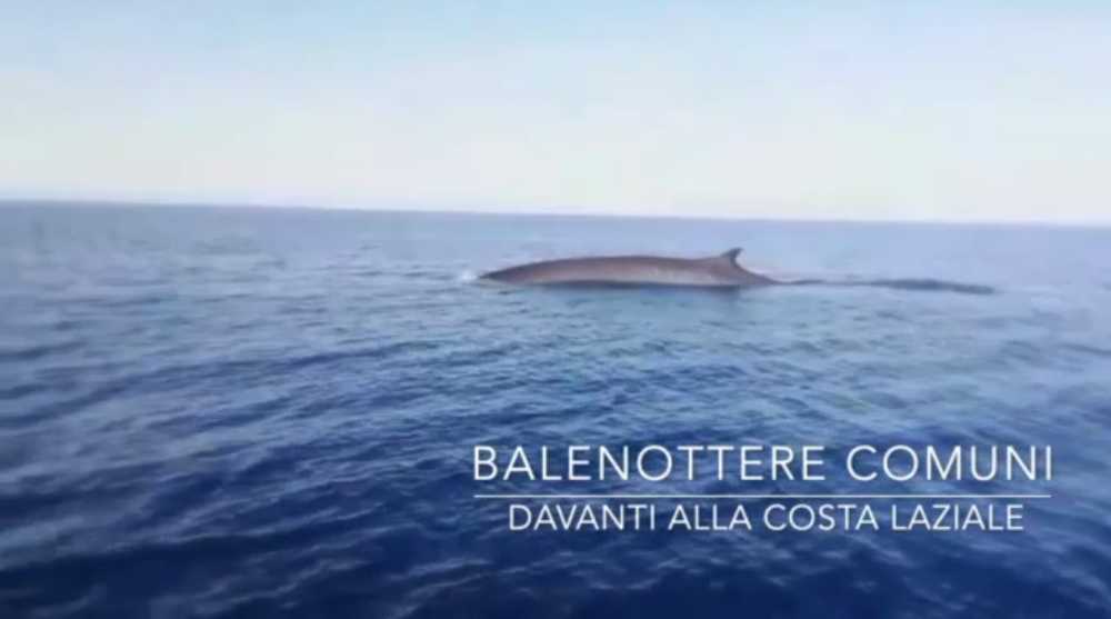 balene balenottere civitavecchia