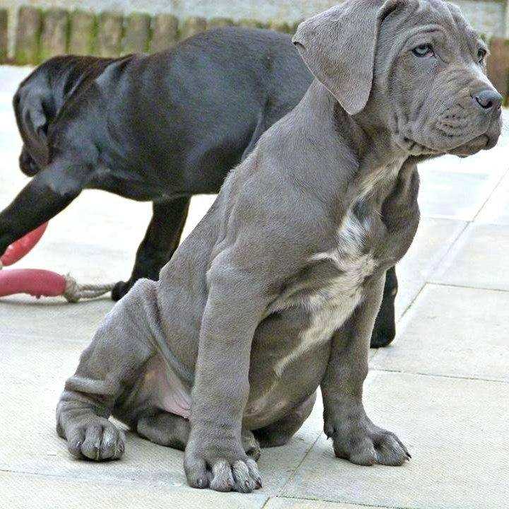 cane corso cuccioli cane corso cuccioli