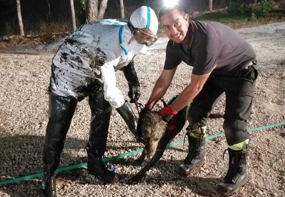 cane salvato a bracciano