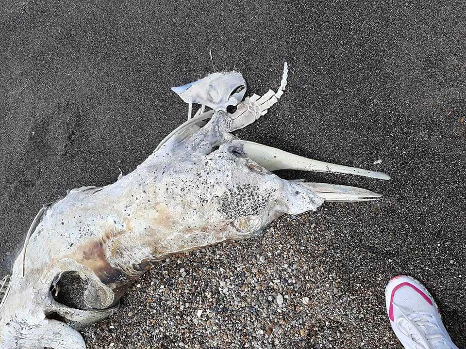 carcassa delfino nogra ladispoli 1