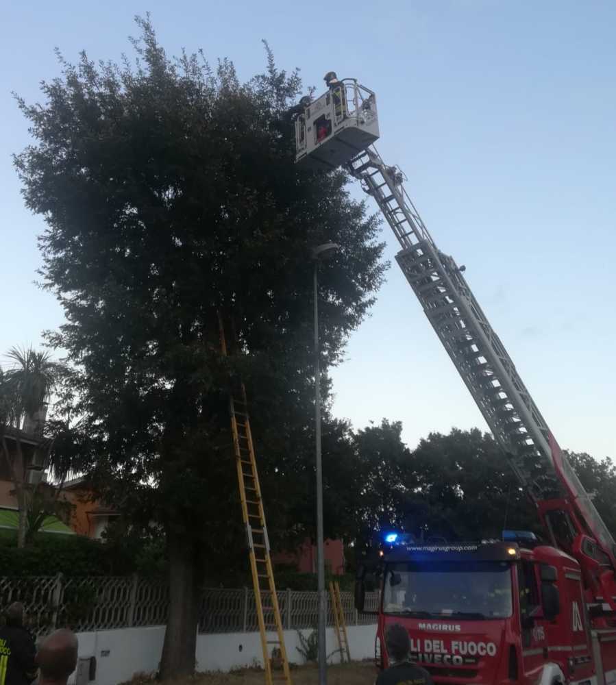 gattino caduta valcanneto vvf vigili fuoco pompieri