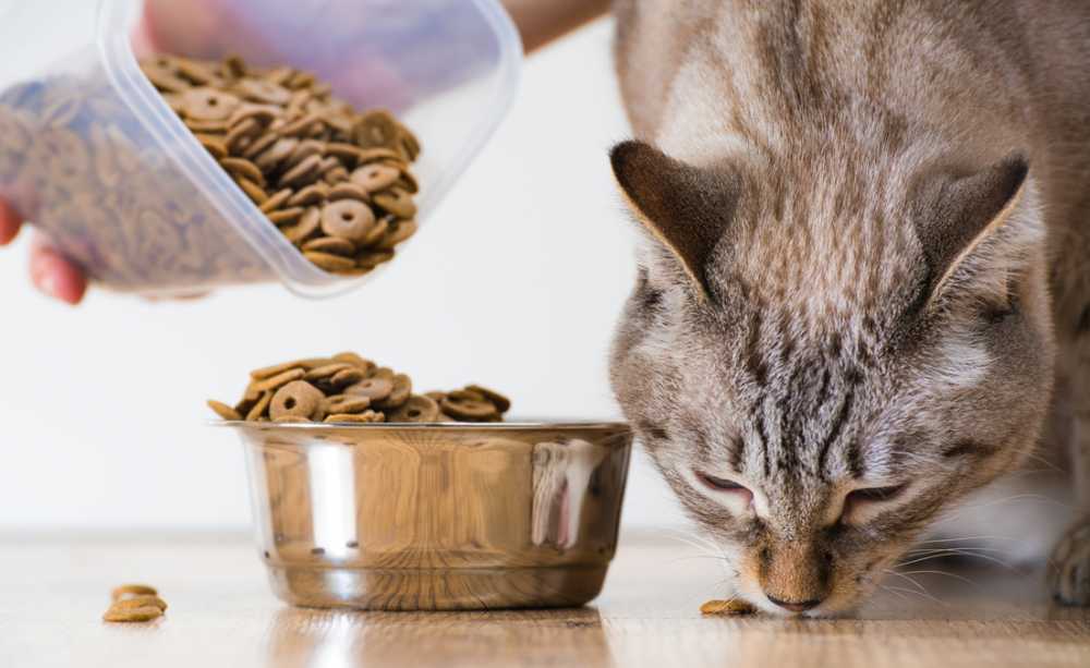 Un aiuto per gli animali domestici, banco alimentare a Ladispoli