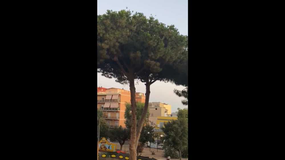 giardinetti ladispoli pino marittimo guano ladispoli