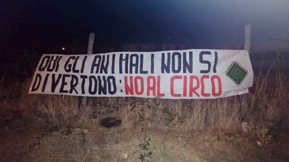 la foresta che avanza casapound animali ladispoli la foresta che avanza casapound animali ladispoli