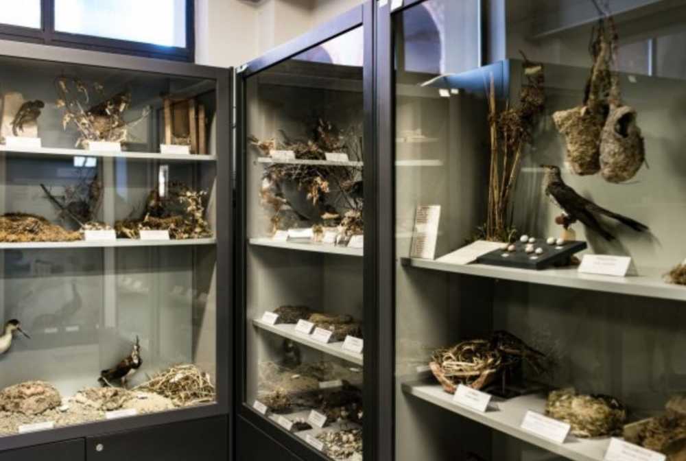 museo scienze naturali 310820