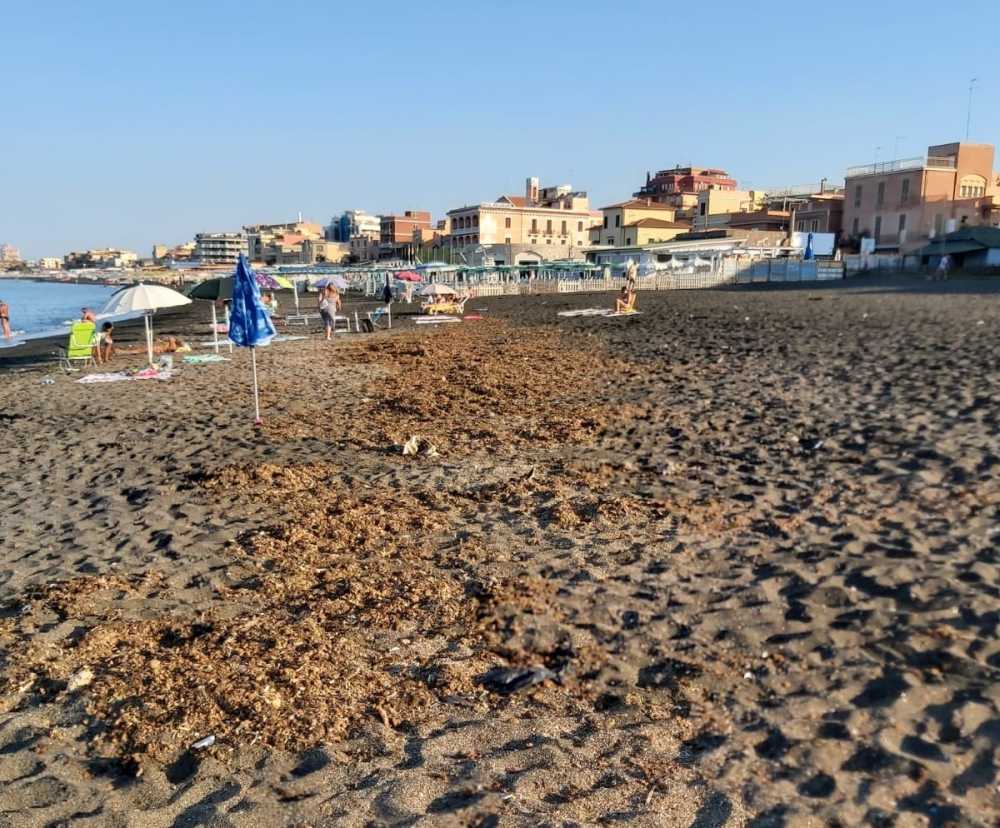 spiaggia sporca ladispoli