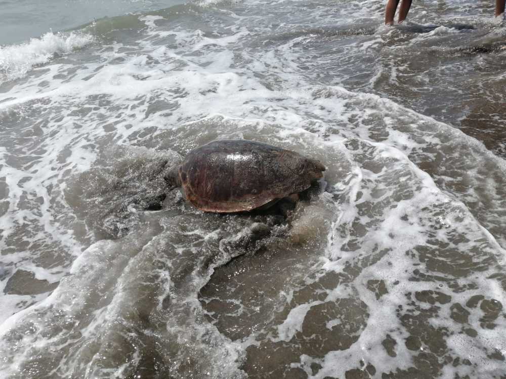 tartaruga caretta caretta cerveteri campo mare