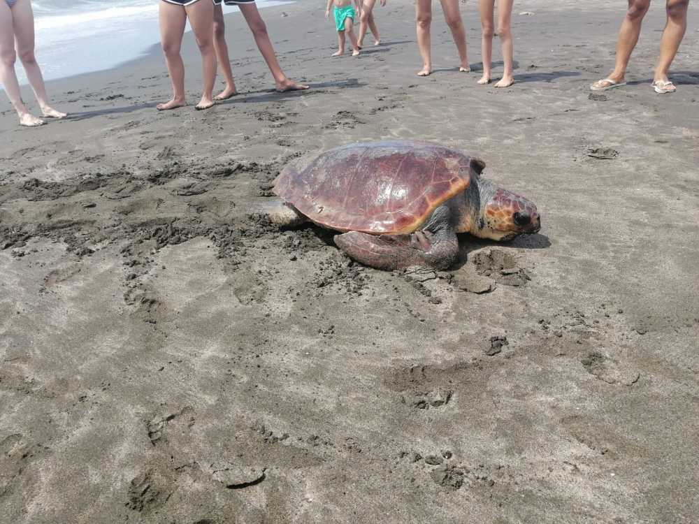 tartaruga caretta caretta cerveteri campo mare tartaruga caretta caretta cerveteri campo mare