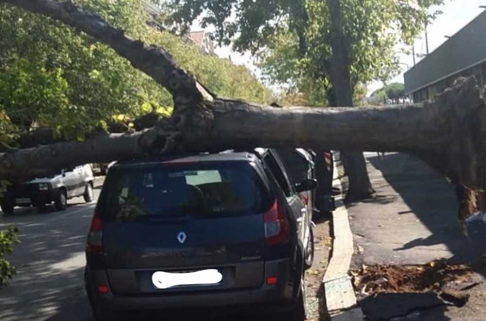 alberi caduti alberi caduti