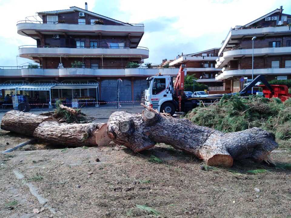 alberi pericolanti tagliati verrocchio ladispoli 3 alberi pericolanti tagliati verrocchio ladispoli