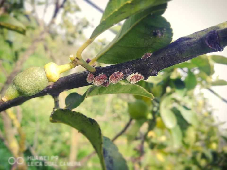 cocciniglia cocciniglia