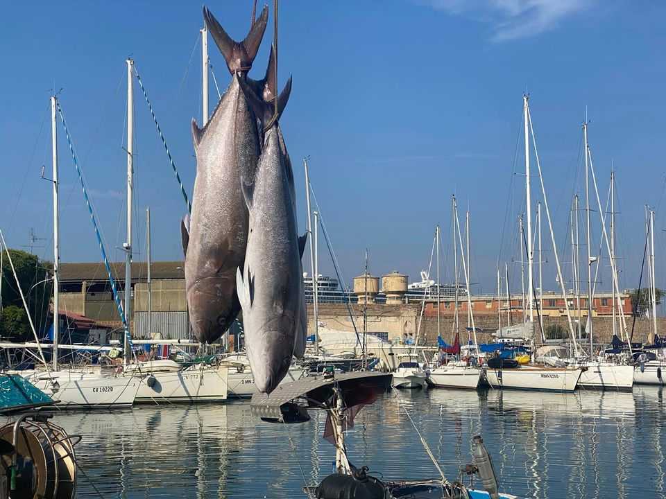 darsena porto civitavecchia pesce pescato