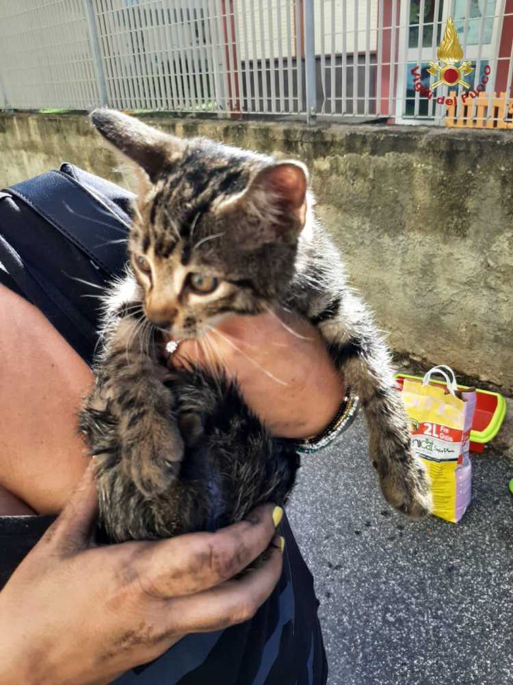 micio salvato vvf vigili fuoco civitavecchia pompieri gatto